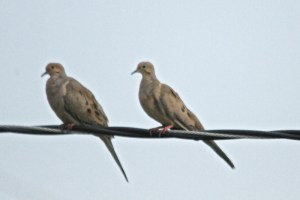 2 doves on a wire